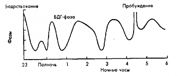Фазы сна