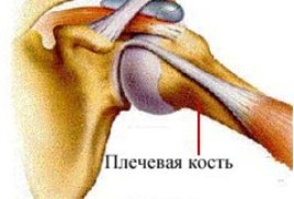 Плечевой сустав картинка-схема