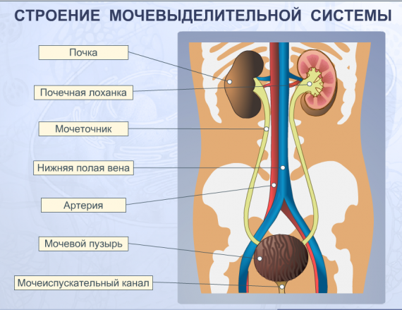 Строение мочевыделительной системы у ребенка