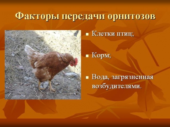 Орнитоз Орнитоз