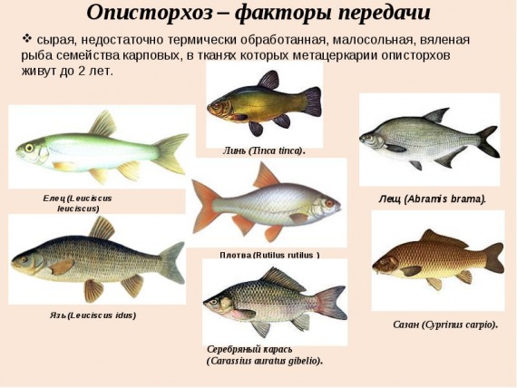 Профилактика описторхоза Профилактика описторхоза