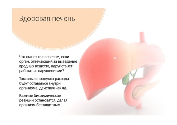Печень человека
